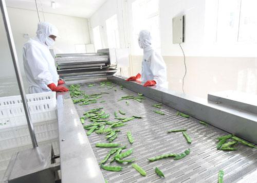 中瑞绿色果蔬公司项目达产可实现销售收入15亿